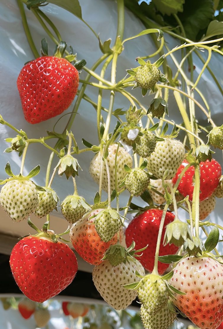 いちごのモモ味？|ᐕ) ⁾⁾