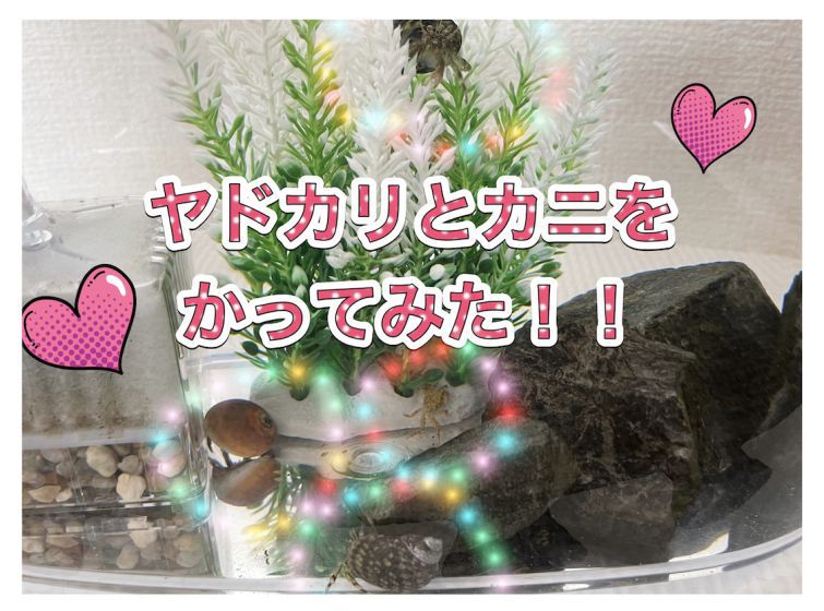 ヤドカリさんとカニさんを飼います