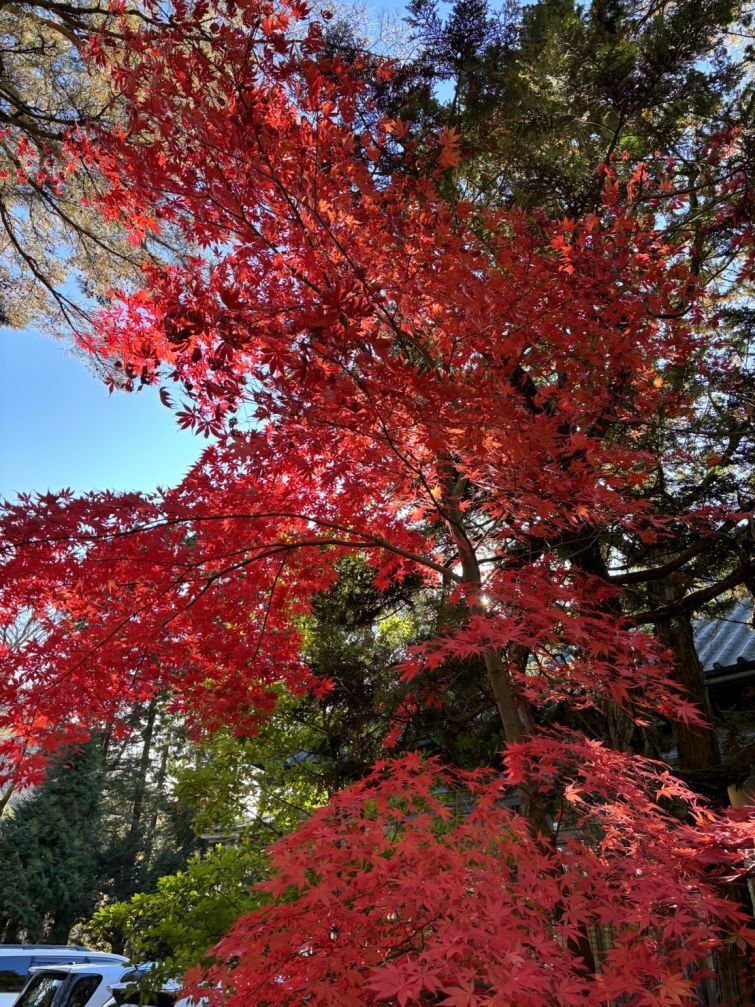 海外のギフテッド支援の仕組み（US米国ーGATE（Gifted and Talented Education）” を中心に多様な支援